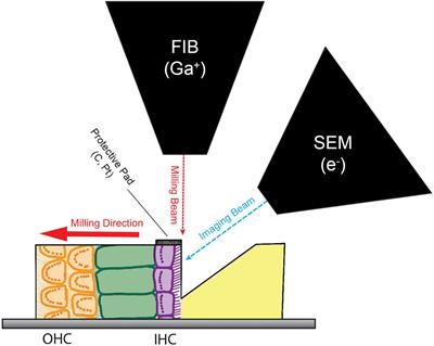 Maturation of Heterogeneity in Afferent Synapse Ultrastructure in the Mouse Cochlea